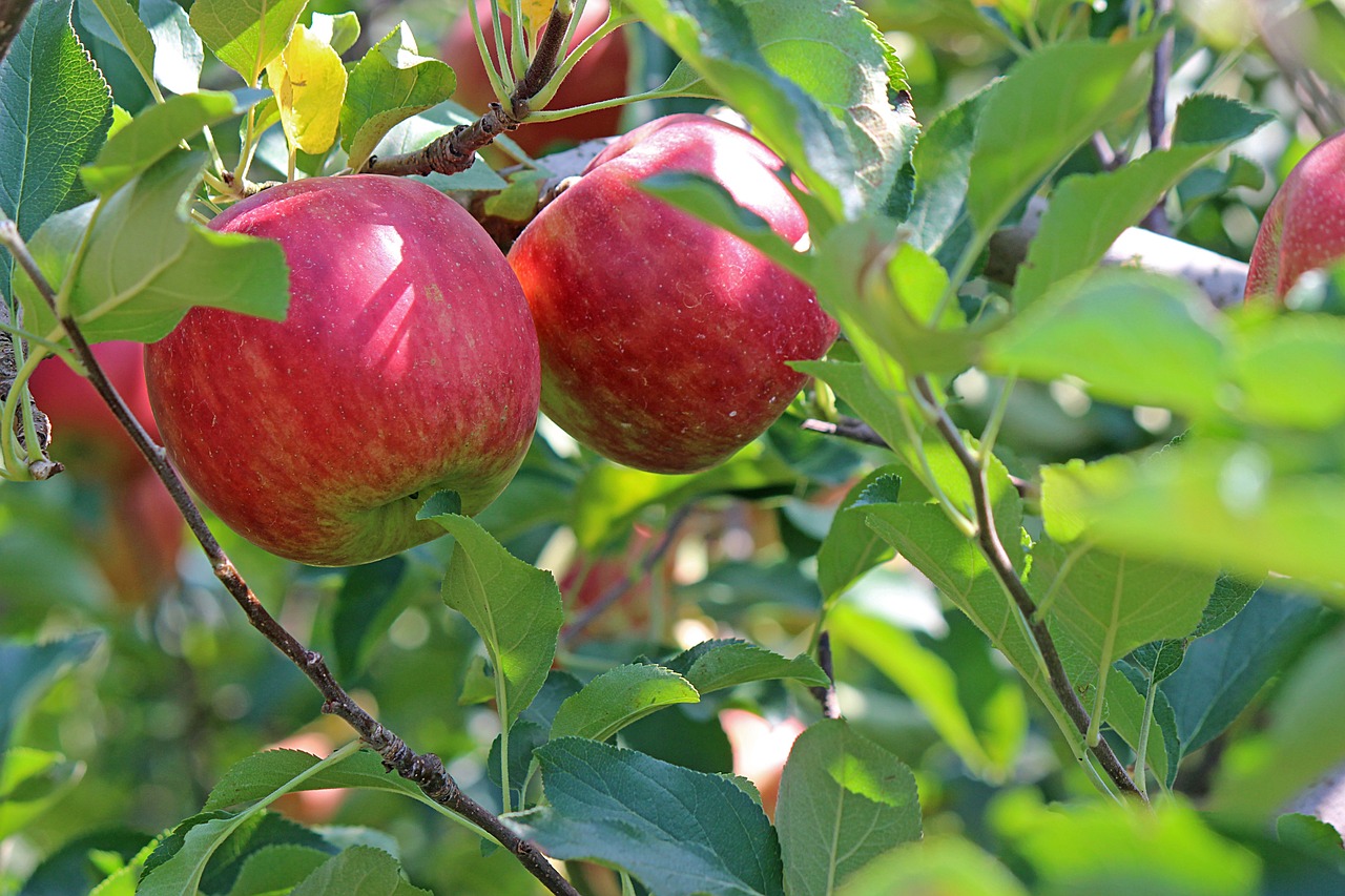 apple, ripe, red, fruit, apple tree, green tree, green apple, green fruits, apple, apple, apple, apple, apple, apple tree, apple tree