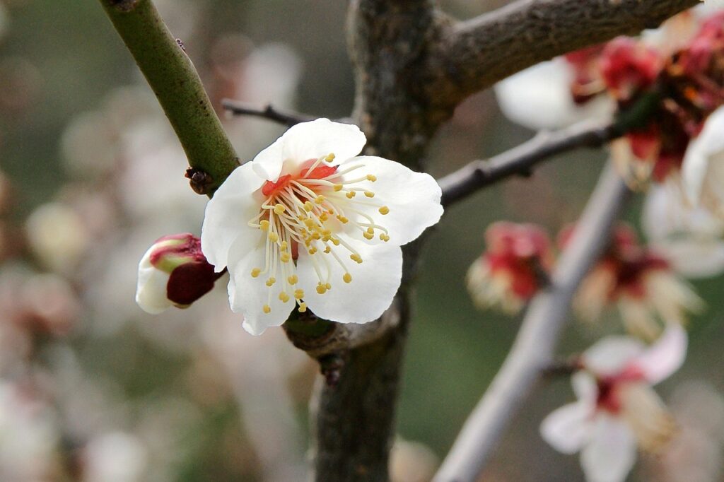 南高梅の花