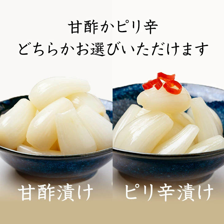 泥の影響を受けにくくサラサラとした砂地で育つため、らっきょう本来の純粋な白さが際立ちます。