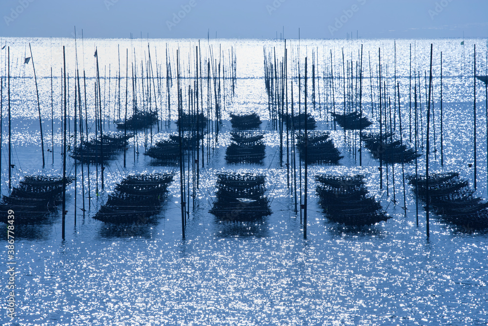 有明海のノリヒビ