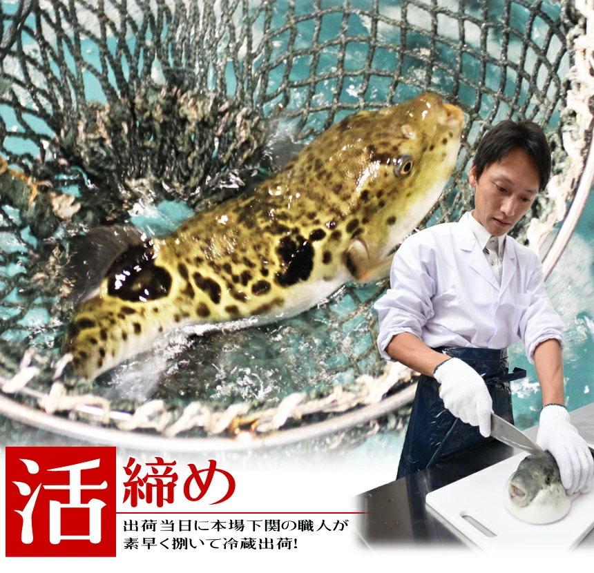 「活締め」