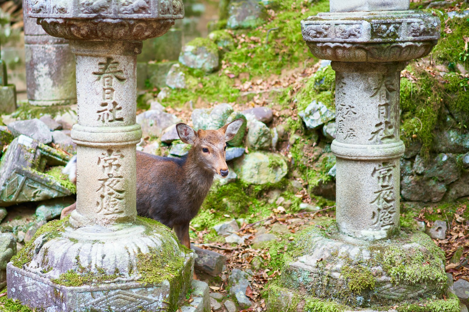 奈良独特の麺類やスイーツ、郷土料理、名物料理、ソウルフードなど奈良のグルメ情報をご紹介。