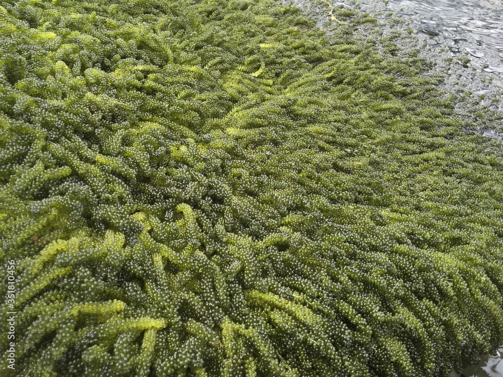 養殖中の海ぶどう