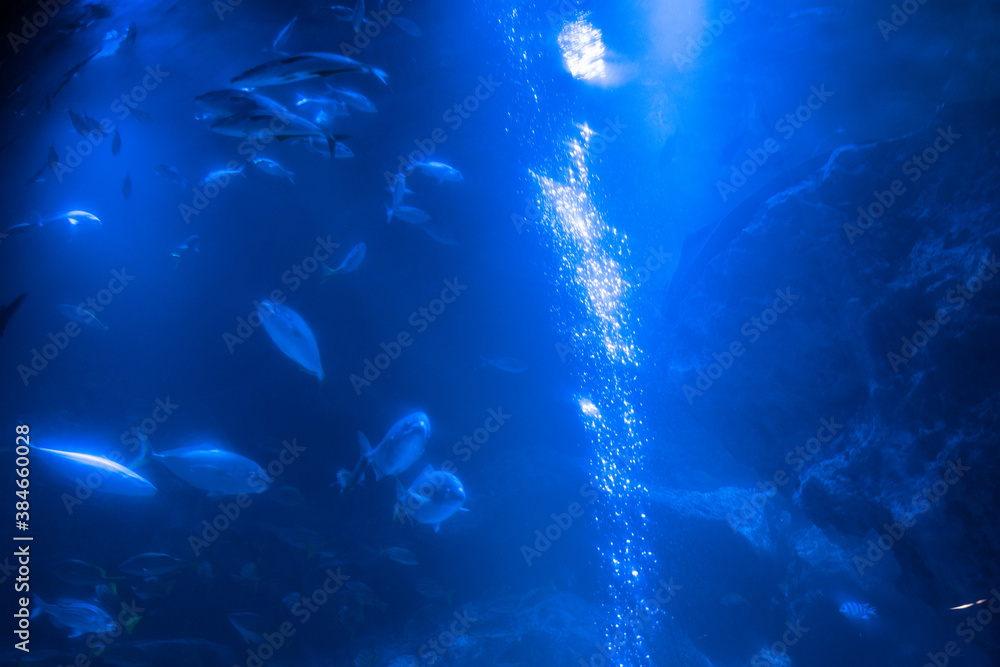 海洋深層水は栄養たっぷり