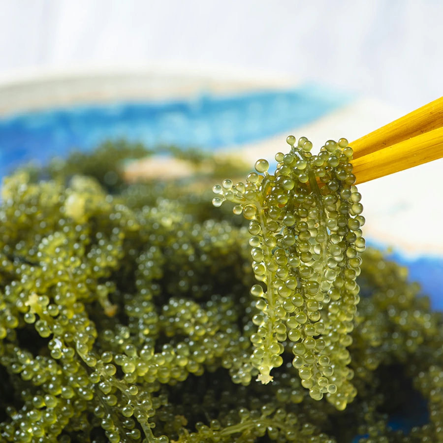 栄養満点！低カロリーで美容にも嬉しい「長命草」の力