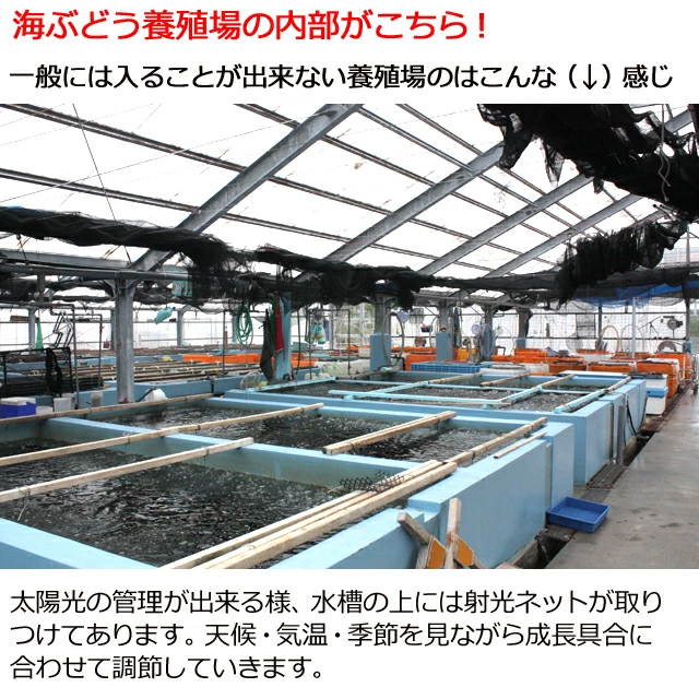 沖縄の海のそばだから可能になった海ぶどう養殖により最高の環境で育てられています