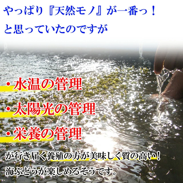 粒の大きさ、色、ハリ、どれをとってもパーフェクトな「最高級」の品質を実現