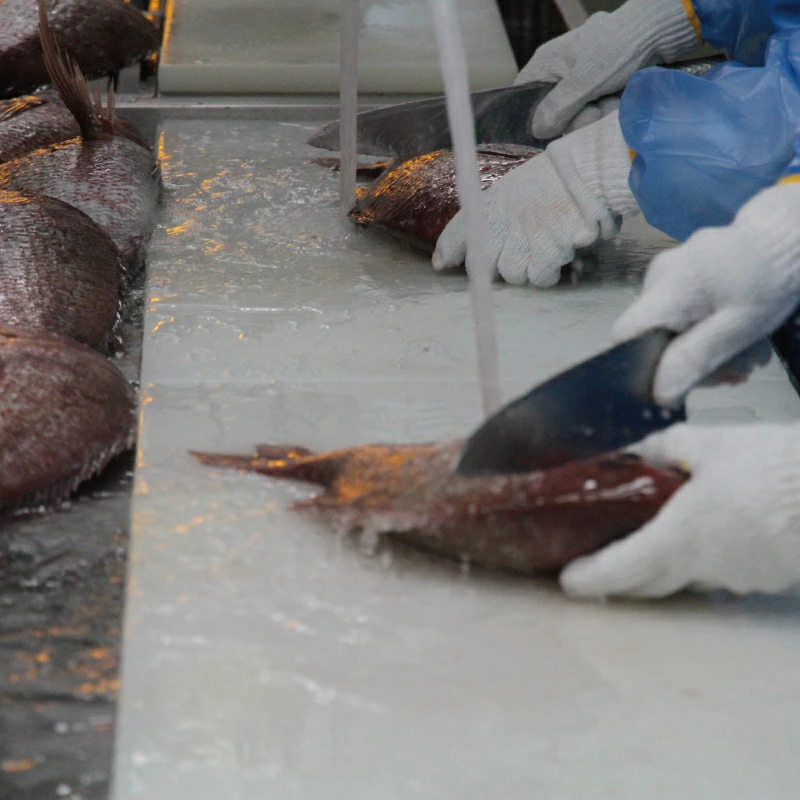 ワイルドな漁師飯が長い年月をかけて洗練され、今の美しい「宇和島鯛めし」へと進化