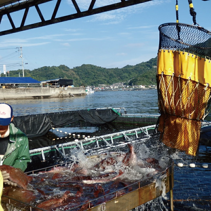 日本有数の養殖環境「宇和海」。二つの潮が育む、真鯛の生命力