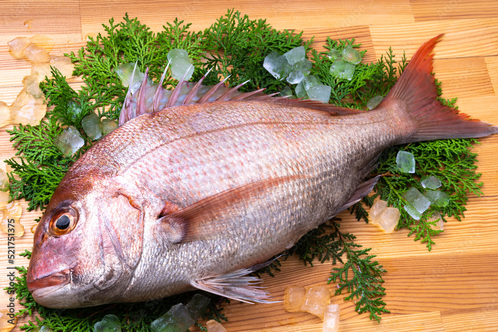 高級魚の代名詞、天然真鯛