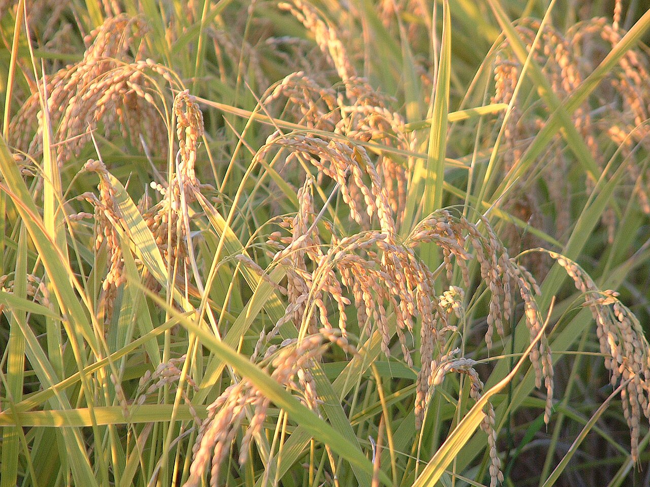 日本中を虜にしたコシヒカリ