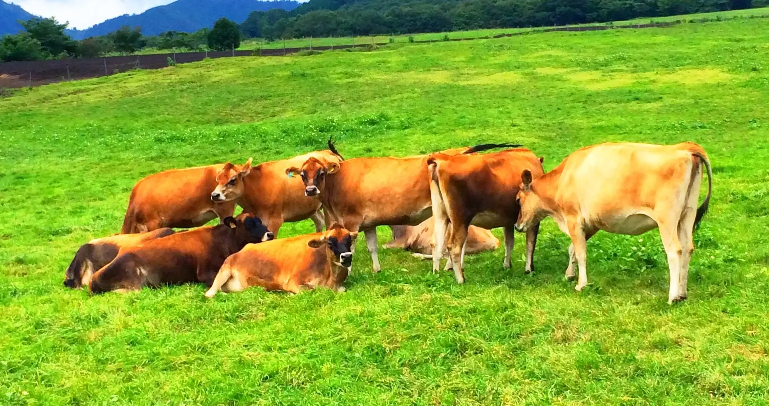 日本有数の飼育数を誇る蒜山高原のジャージー牛。