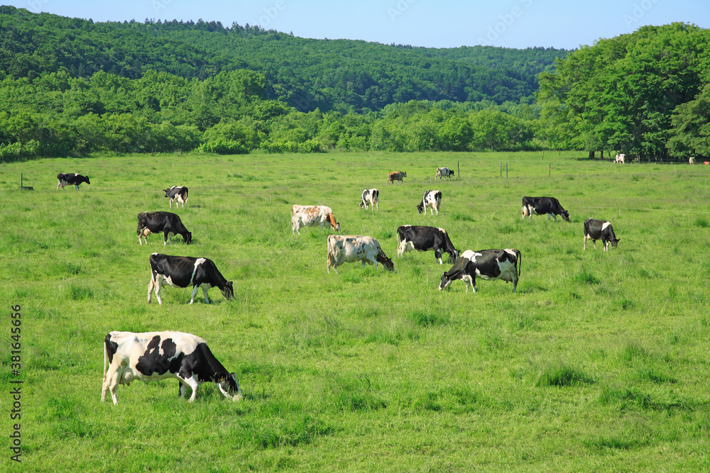 放牧地の牛は十勝では当たり前の光景。