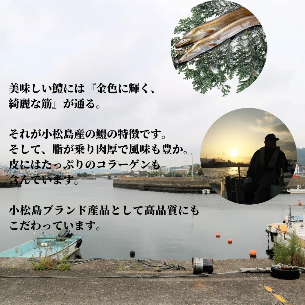 【美しき黄金の証】皮にはコラーゲンたっぷり！小松島港が誇るブランドハモの凄み